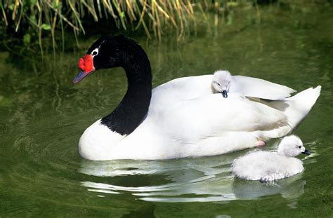 Black-necked Swan Adult And Cygnets Photograph by Jaynes Gallery - Fine ...