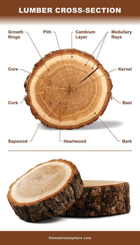 18 Different Types of Lumber