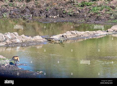 Nile Crocodile Adults and juveniles in river Stock Photo - Alamy