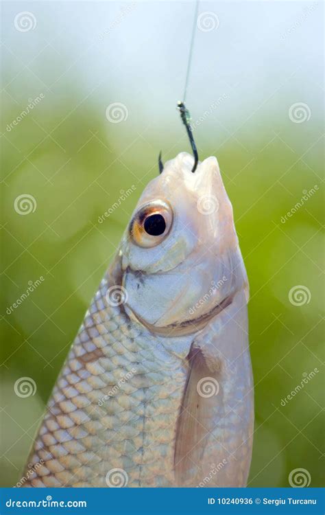 Fish Caught On A Hook Royalty Free Stock Image - Image: 10240936