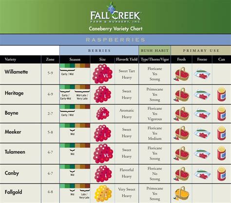 Raspberry Variety Chart | Raspberry plants, Raspberry, Chart