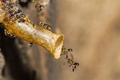 'Soldiers' Protect Stingless Bees - Manuka Honey USA