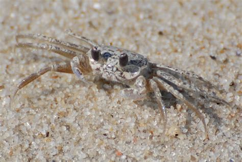 Atlantic Ghost Crab | Focusing on Wildlife