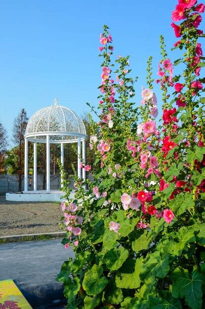 Premium Photo | Alcea rosea hollyhock garden