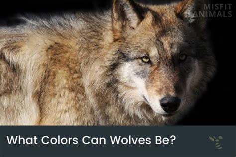 Wolf Colors: What Colors Can Wolves Be? (Common & Rare)