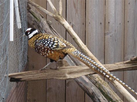 22 Reeves Pheasant Hatching Eggs Pheasant Chukar Partridge Eggs SHIP Now | eBay | Fazant