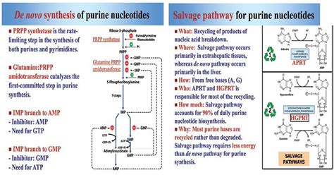 Purine Synthesis - Microbiology Notes