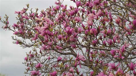 The Tulip Tree | South Carolina Public Radio