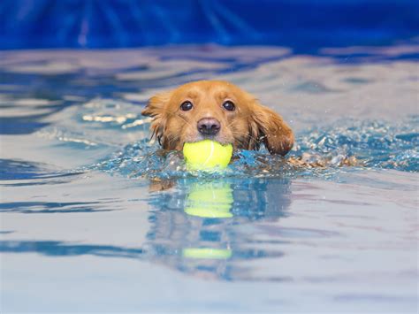 Canine Hydrotherapy Benefits | Greenfield Puppies