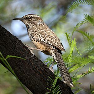 Cactus wren Facts for Kids