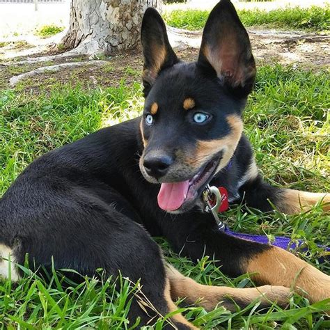 Rottweiler German Shepherd Husky Mix (Rottsky Breed with Pictures ...