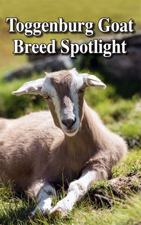 Toggenburg goat breed profile backyard goats – Artofit