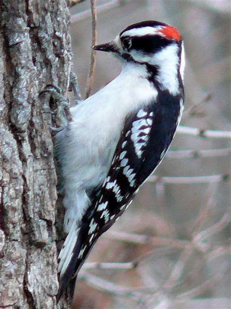 File:Downy Woodpecker-Male.jpg