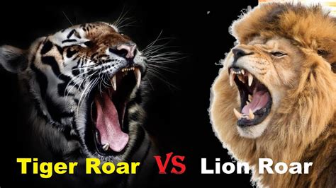 Tiger Roar VS Lion Roar - Tiger Roar VS Lion Roar Which is The Best - YouTube