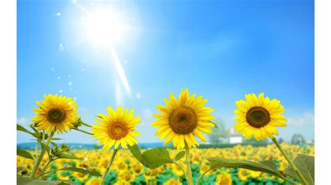 Sunny Day Wallpaper (59+ pictures) - WallpaperSet