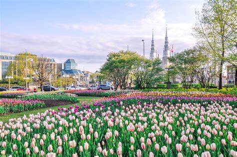 Ottawa Tulip Festival Guide: Tulips Locations, History, and Tips - Nina Near and Far