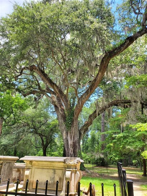 Spanish Moss trees stock photo. Image of woodland, autumn - 266944132