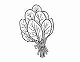Spinach coloring Pages  ColoringLib sketch template