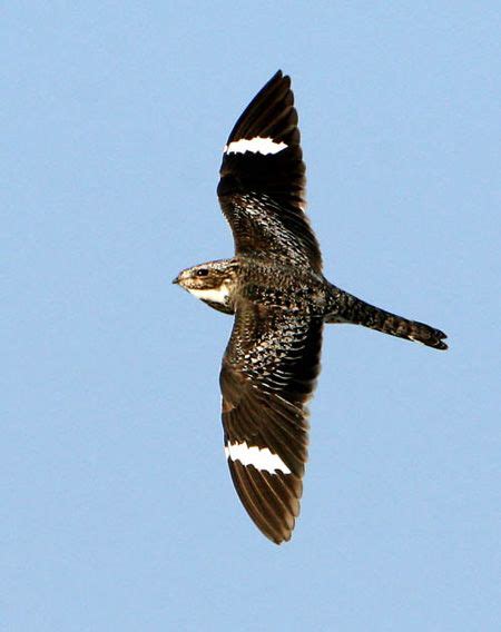 Common Nighthawk | Pet birds, Common birds, Birds of prey