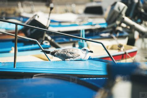 Seagull sitting on blue boat sundeck in Piran marina stock photo (146293) - YouWorkForThem