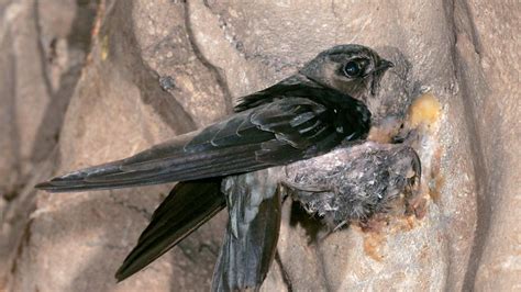 Black-nest Swiftlet (Aerodramus maximus), deep inside an Indonesian ...