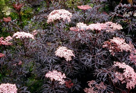 Bestel Sambucus nigra Black Lace voordelig bij Plantenweelde