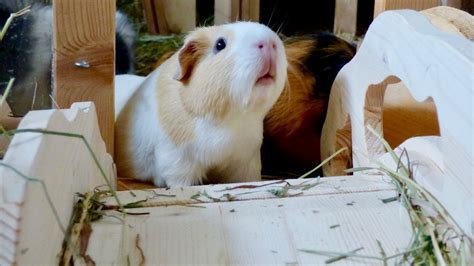 6 Best Guinea Pig Ramp for 2022 | MyPetCareJoy