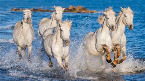 8 Native French Horse Breeds That Are The Jewels of France