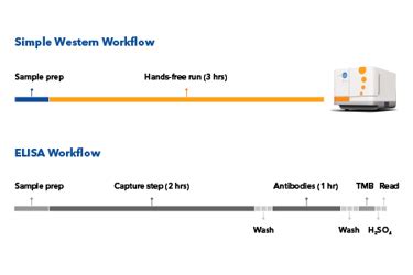 Automated And Sensitive Benzonase Quantification In Whole-Cell Lysates