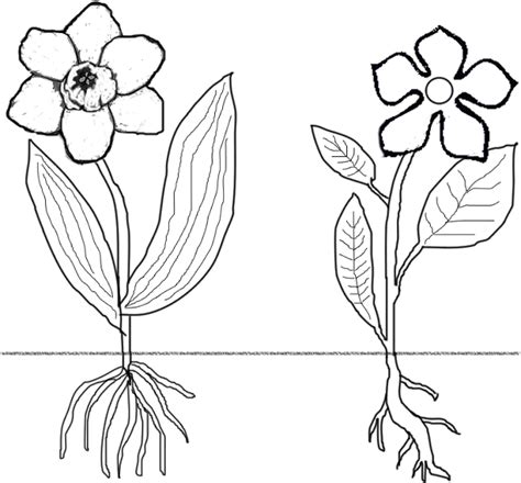 flower with roots coloring page - Clip Art Library