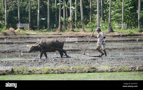 Field carabao farmer plow hi-res stock photography and images - Alamy