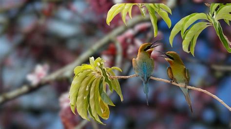 Soothing Sounds of Nature For Sleep - Bird song in the Forest Relaxes ...