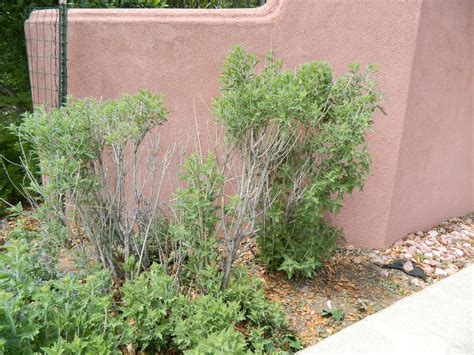 Update on Russian Sage Pruning | Colorado Yard Care