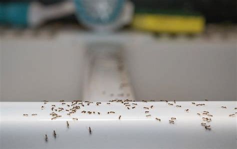 Tiny Brown Bugs In Kitchen Sink – Juameno.com