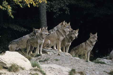 With federal gray wolf protections restored, two MI laws suspended