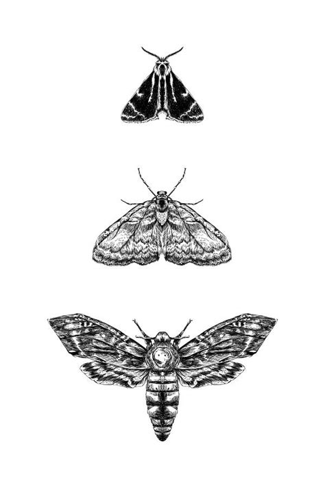 Moth Digital Art by Randoms Print - Fine Art America