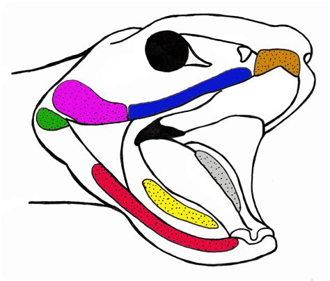 Snake Venom System Evolution — VENOM DOC