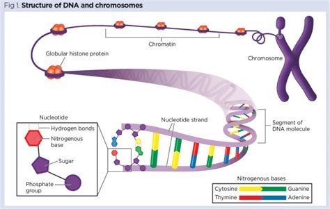 Genes and chromosomes 1: basic principles of genetics | Nursing Times