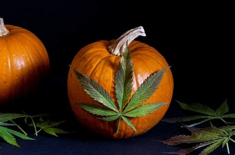 Our 10 Favorite Cannabis Products Perfect for Fall | From the Earth