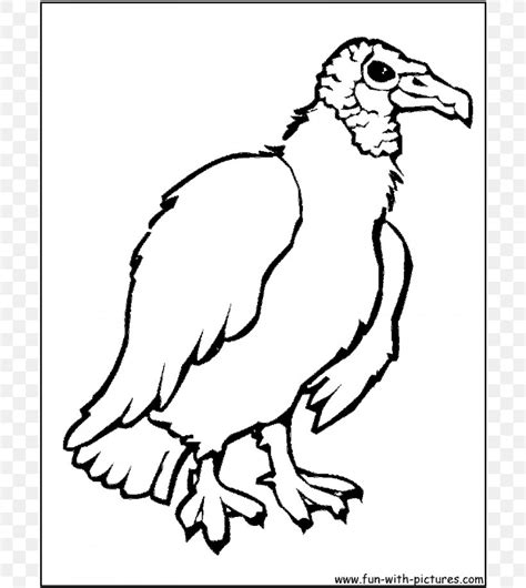 Turkey Vulture Bird Coloring Book Drawing, PNG, 700x918px, Turkey Vulture, Art, Beak, Bird ...