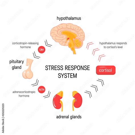 7312817 Stress response system. Vector endocrine medical diagram Stock ...