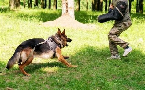 German Shepherd Training: Tips and Techniques