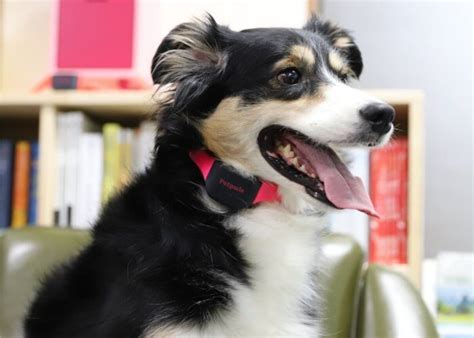 This AI-Powered Smart Collar Will Tell You What Your Dog Is Feeling ...