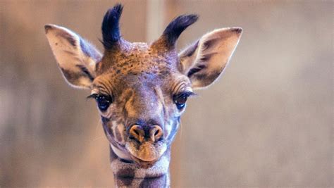 Phoenix Zoo welcomes first baby giraffe in 12 years