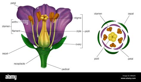 Generalized flower with parts (left); diagram showing arrangement of floral parts in cross ...