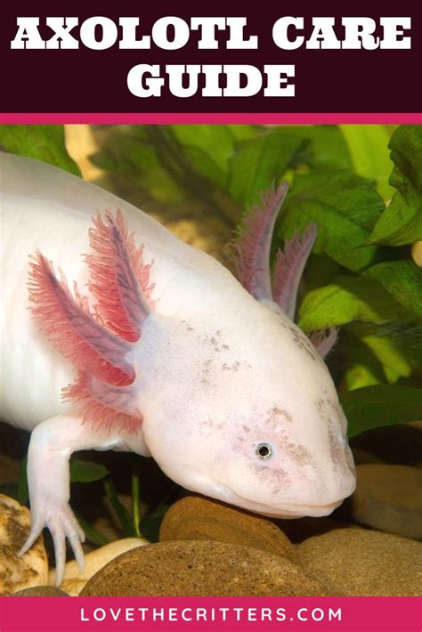 Complete Axolotl Care Guide: How to Keep Axolotls Healthy | Axolotl ...