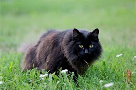 22 Beautiful Black Cat Breeds | Reader's Digest