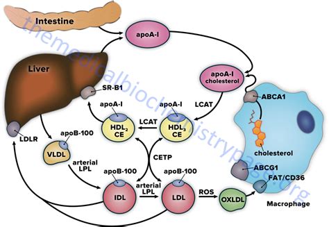 Lipoproteins, Blood Lipids, and Lipoprotein Metabolism - The Medical Biochemistry Page