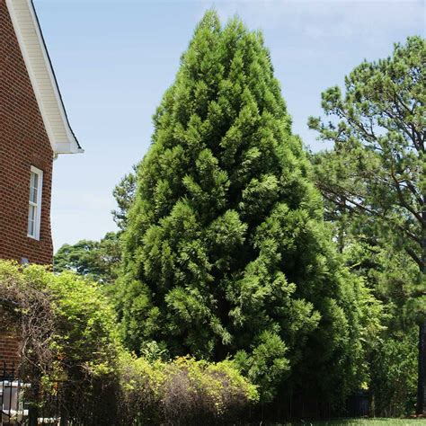 Cryptomeria Radicans for Sale | BrighterBlooms.com