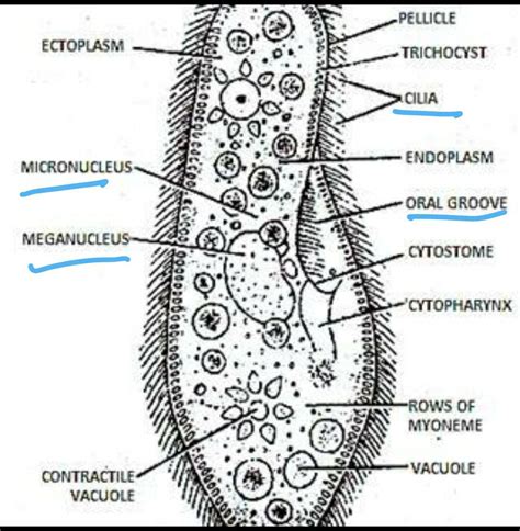 Draw diagram of Paramecium and label the following parts:Cilia ...